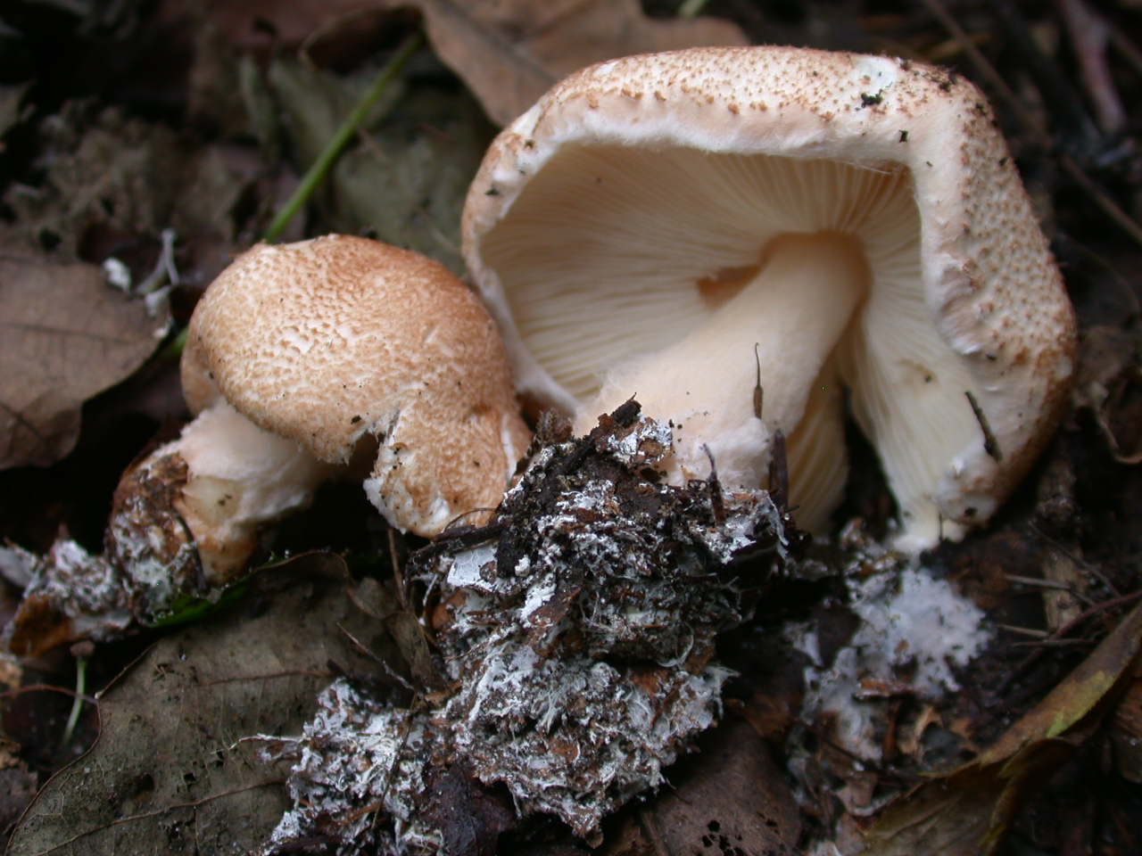 Lepiota cortinarius